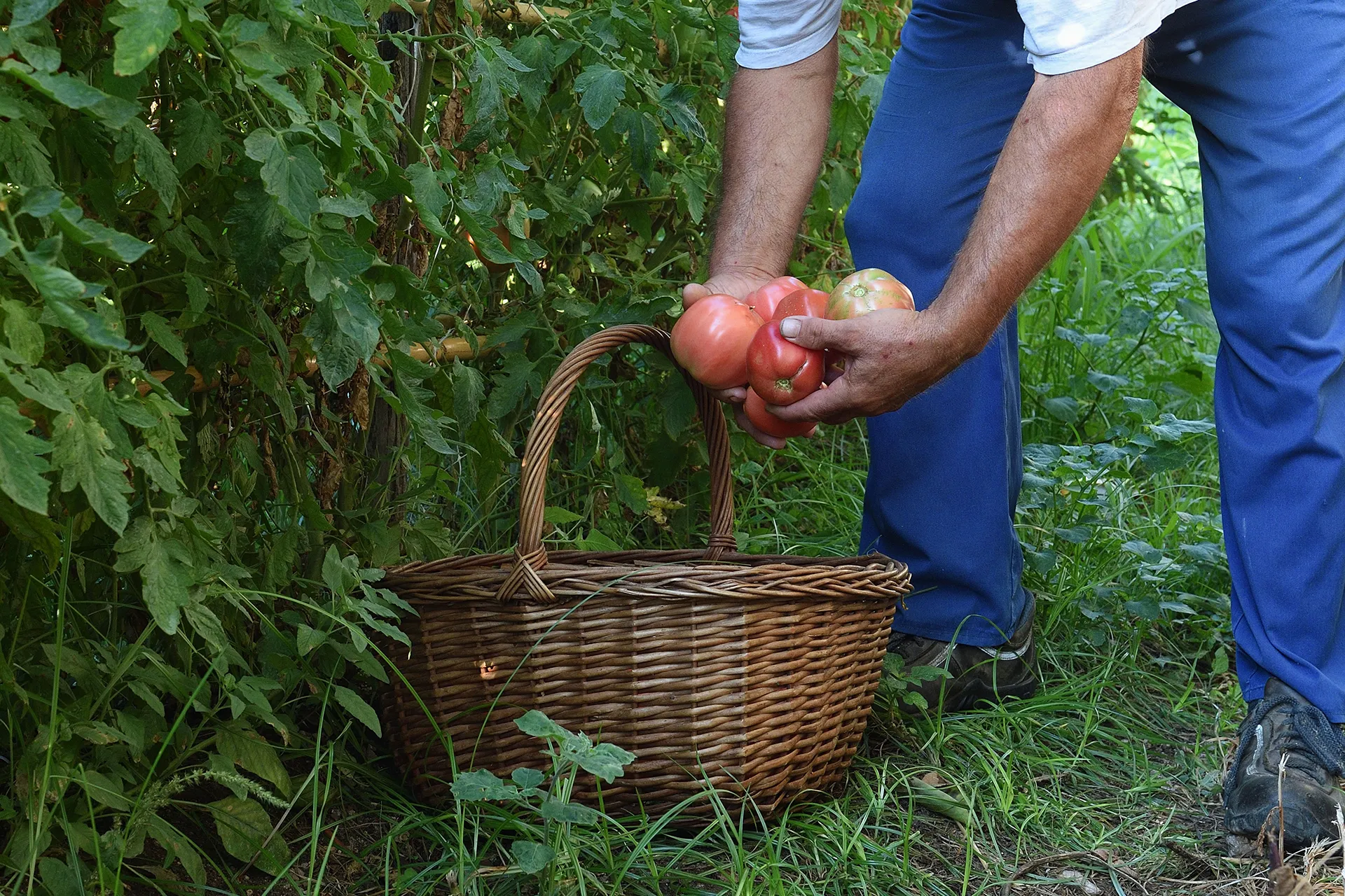 Dettaglio dei muri a secco medievali del Moon Garden